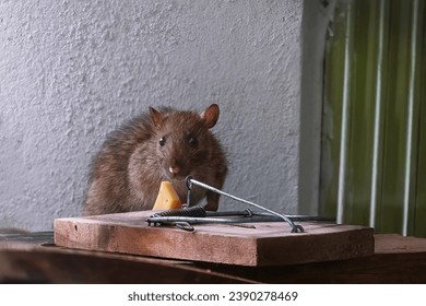 Brown Rat near a mousetrap
