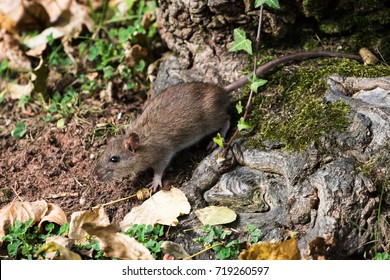 Brown Rat, Norway Rat, Rats, Rattus Norvegicus