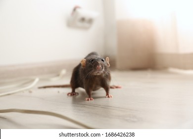 Brown Rat On Floor Indoors. Pest Control