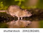 Brown rat (Rattus norvegicus) drinking water from bank at night. Netherlands. Wildlife in nature of Europe.