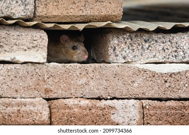The brown rat (Rattus norvegicus), also known as the common rat, street rat, sewer rat. Small rodent standing in the gap between concrete blocks. Brown fluffy mammal. European urban wildlife. 