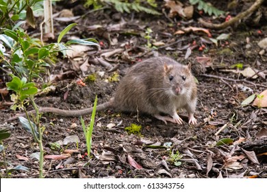 Brown Rat (Rattus Norvegicus) Looking At Camera. Common Rodent Foraging Amongst Plants In Botanic Garden, With Impressive Whiskers