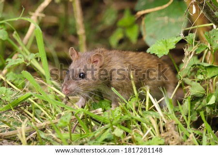 Brown rat, Rattus norvegicus, sneaking out of a hedge