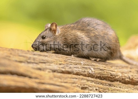 Brown rat (Rattus norvegicus) walking in grass on bank at night. Netherlands. Wildlife in nature of Europe.