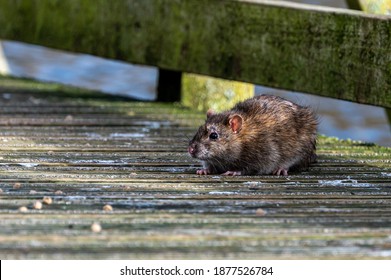 Brown rat scavenging discarded bird food - Shutterstock ID 1877526784