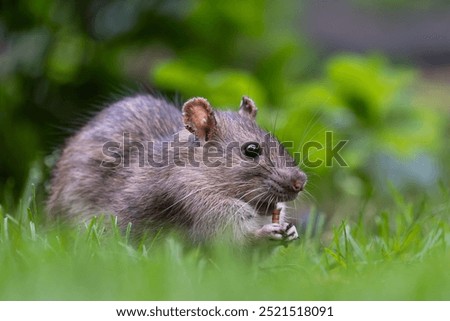A brown rat that comes into the garden looking for food and drink.