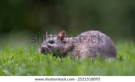 A brown rat that comes into the garden looking for food and drink.