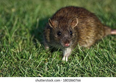 367 Old world rats Images, Stock Photos & Vectors | Shutterstock