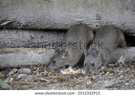 Brown Rats nesting in some old logs