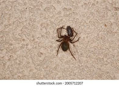 Brown Recluse Inspecting Passing Pill Bug, On Textured Surface. Select Focus. Isolated Closeup. Loxosceles Reclusa, Sicariidae.