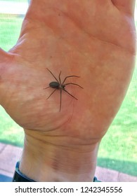 Brown Recluse Spider