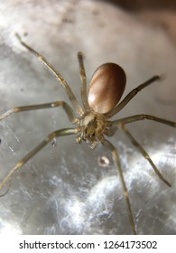 Brown Recluse Spider