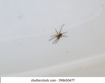 Brown Recluse Spider