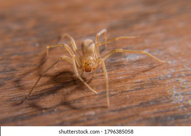 Brown Recluse Spider Close Up