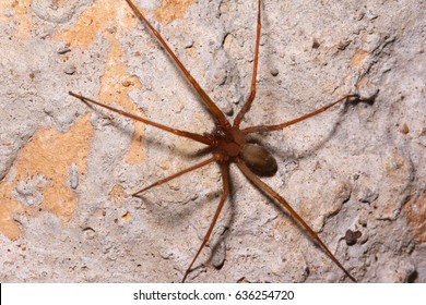 Brown Recluse Spider In Habitat.