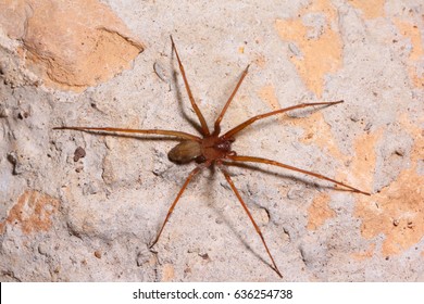 Brown Recluse Spider In Habitat.