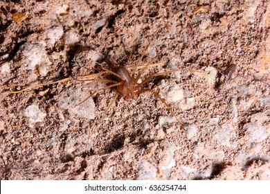 Brown Recluse Spider In Habitat.