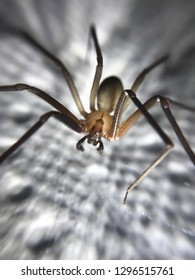 Brown Recluse Spider Male