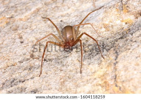 Brown recluse spider, mediterranean recluse spider, violin spider (Loxosceles rufescens) in cave habitat.