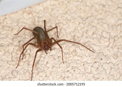 Brown Recluse Spider On Textured Surface. Select Focus. Isolated Closeup. Loxosceles Reclusa, Sicariidae.