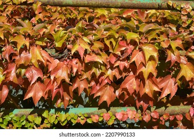 Brown And Red Boston Ivy