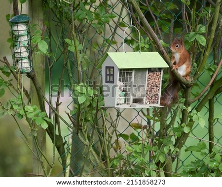 Squirrels in the garden