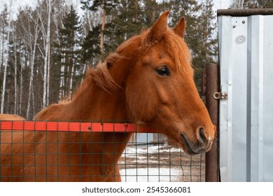 brown red horse face muzzle close-up, portrait profile view. bay horse, corral fence on ranch - Powered by Shutterstock