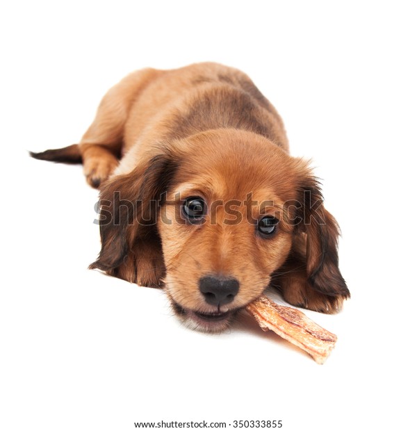 Brown Red Longhaired Dachshund Puppy Lying Stock Photo Edit Now