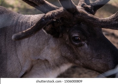 Brown Reindeer Eye In Lapland, Sami Land.