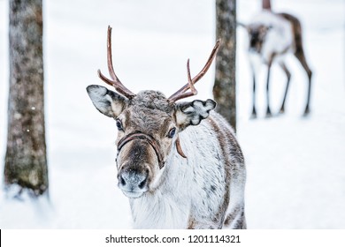 Brown Reindeer In Finland At Lapland In Winter.