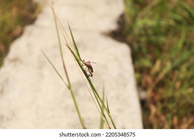 Brown Rice Field Grasshopper Perched On Green Rice On Blurred Background.