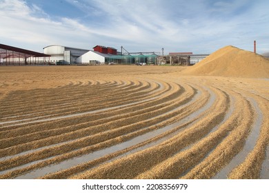 Brown Rice Grains Are Dried To Remove Moisture After Harvesting By Creating Curves Or Waves With A Plant In The Background.