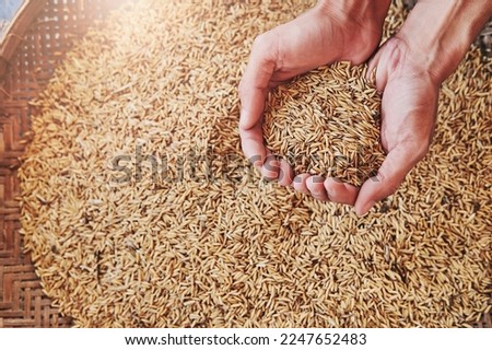 Brown Rice Paddy in hand after, hands harvesting , farmer hand holding rice seed or paddy seed top view.