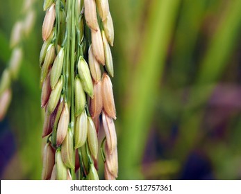 Brown Rice Plant Agriculture In Asia