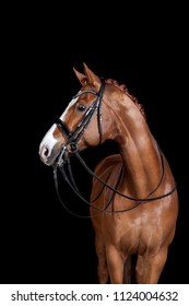 a brown riding horse in the studio in front of black background - Shutterstock ID 1124004632