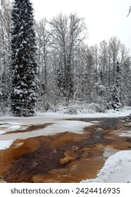 A brown river flows through a winter forest among snow-covered fir trees. Photo landscape.