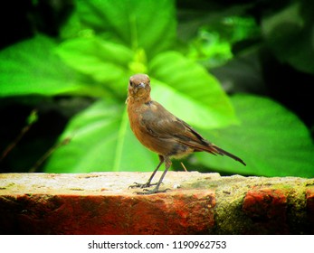 The Brown Rock Chat Bird Or Indian Chat Bird (Oenanthe Fusca) Is A Bird In The Chat (Saxicolinae) Subfamily And Is Found Mainly In Northern And Central India.