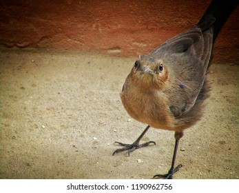 The Brown Rock Chat Bird Or Indian Chat Bird (Oenanthe Fusca) Is A Bird In The Chat (Saxicolinae) Subfamily And Is Found Mainly In Northern And Central India.