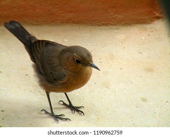 The Brown Rock Chat Bird Or Indian Chat Bird (Oenanthe Fusca) Is A Bird In The Chat (Saxicolinae) Subfamily And Is Found Mainly In Northern And Central India.