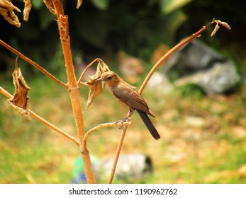 The Brown Rock Chat Bird Or Indian Chat Bird (Oenanthe Fusca) Is A Bird In The Chat (Saxicolinae) Subfamily And Is Found Mainly In Northern And Central India.