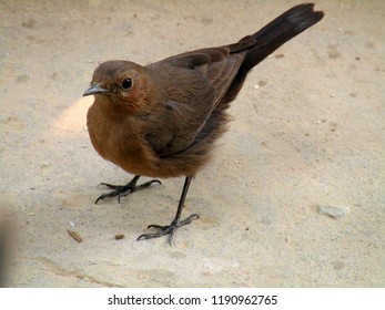 The Brown Rock Chat Bird Or Indian Chat Bird (Oenanthe Fusca) Is A Bird In The Chat (Saxicolinae) Subfamily And Is Found Mainly In Northern And Central India.