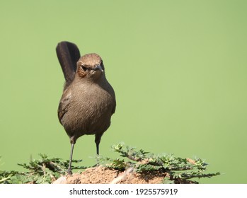 Brown Rock Chat Feb 2021