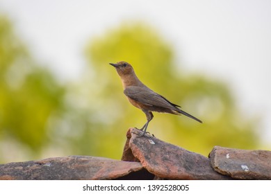 Brown Rock Chat Or Indian Chat