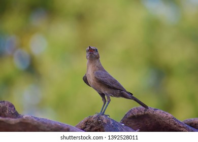 Brown Rock Chat Or Indian Chat