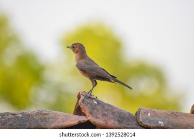 Brown Rock Chat Or Indian Chat