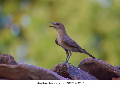 Brown Rock Chat Or Indian Chat