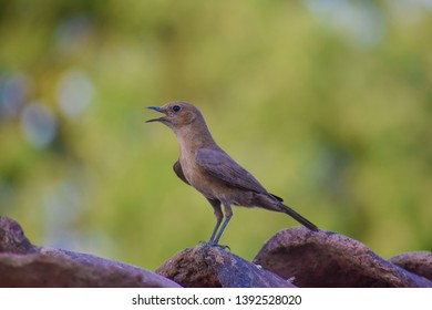 Brown Rock Chat Or Indian Chat