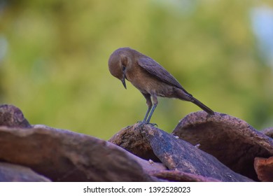 Brown Rock Chat Or Indian Chat