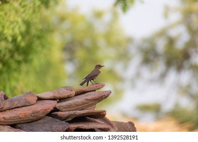 Brown Rock Chat Or Indian Chat