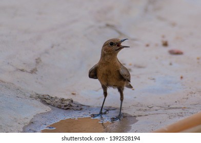 Brown Rock Chat Or Indian Chat